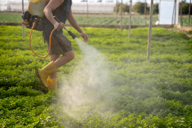 Best Mosquito Control Services  in Potomac Park, CA
